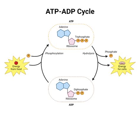 ATP at